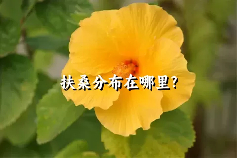 扶桑分布在哪里?