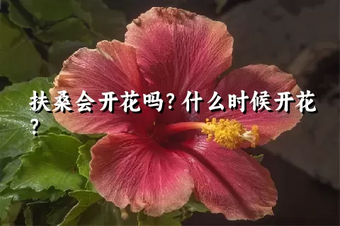 扶桑会开花吗？什么时候开花？