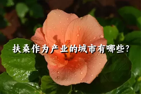 扶桑作为产业的城市有哪些？