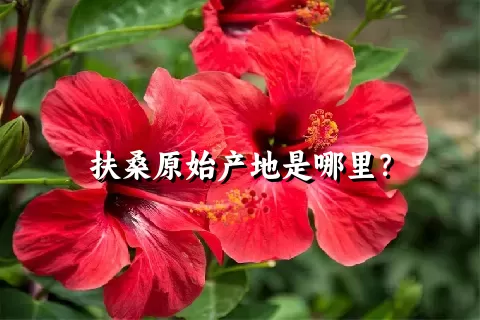 扶桑原始产地是哪里？