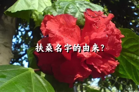 扶桑名字的由来？