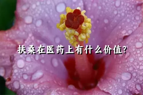 扶桑在医药上有什么价值？