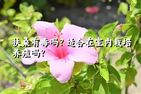 扶桑有毒吗？适合在室内栽培养殖吗？