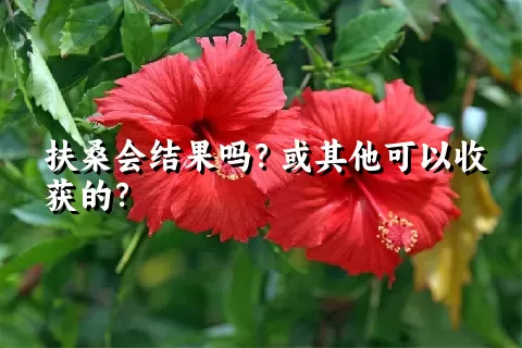 扶桑会结果吗？或其他可以收获的？