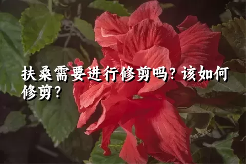 扶桑需要进行修剪吗？该如何修剪？