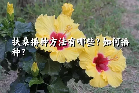 扶桑播种方法有哪些？如何播种？