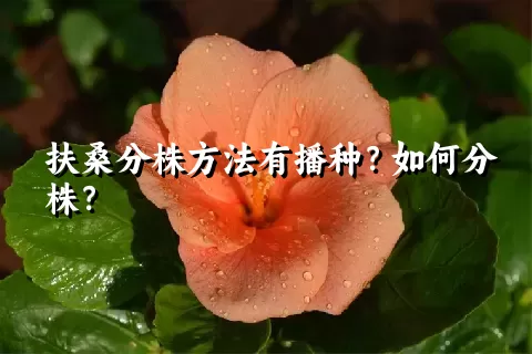 扶桑分株方法有播种？如何分株？