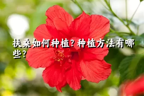 扶桑如何种植？种植方法有哪些？