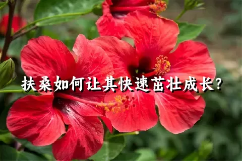 扶桑如何让其快速茁壮成长？