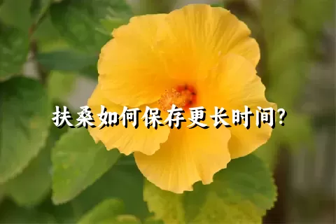 扶桑如何保存更长时间？