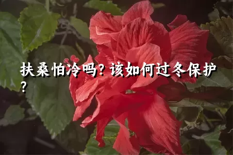 扶桑怕冷吗？该如何过冬保护？