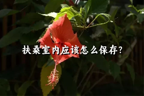 扶桑室内应该怎么保存？