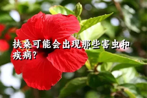 扶桑可能会出现那些害虫和疾病？