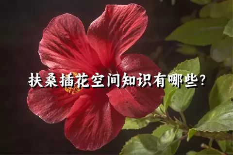 扶桑插花空间知识有哪些？