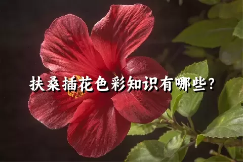 扶桑插花色彩知识有哪些？