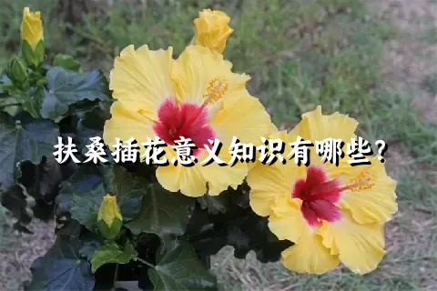 扶桑插花意义知识有哪些？