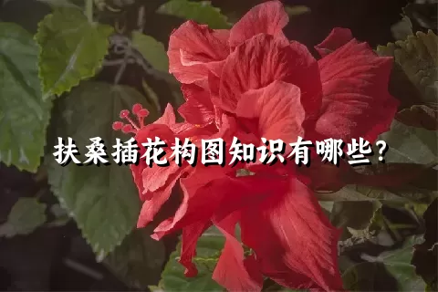 扶桑插花构图知识有哪些？