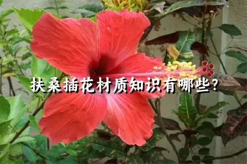 扶桑插花材质知识有哪些？