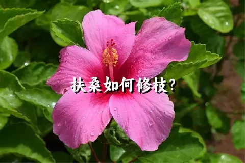 扶桑如何修枝？