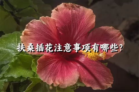 扶桑插花注意事项有哪些？