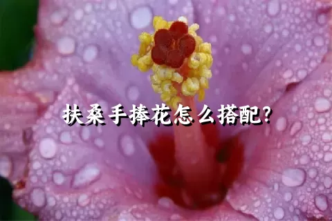 扶桑手捧花怎么搭配？