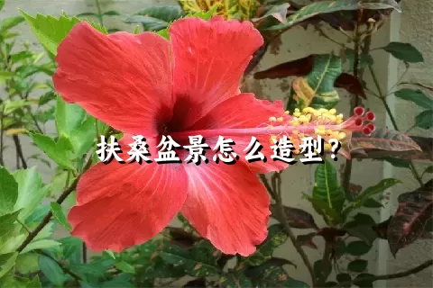 扶桑盆景怎么造型？