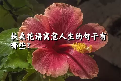 扶桑花语寓意人生的句子有哪些？