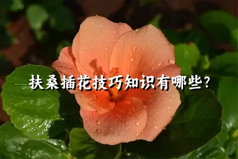 扶桑插花技巧知识有哪些？