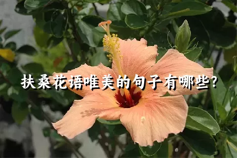 扶桑花语唯美的句子有哪些？