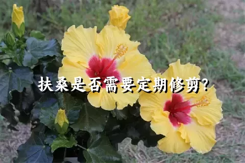 扶桑是否需要定期修剪？