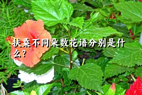 扶桑不同朵数花语分别是什么？