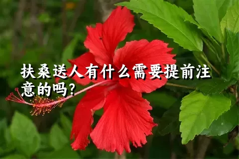 扶桑送人有什么需要提前注意的吗？