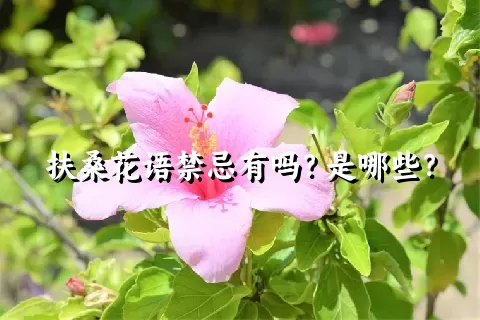 扶桑花语禁忌有吗？是哪些？