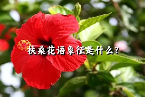 扶桑花语象征是什么？