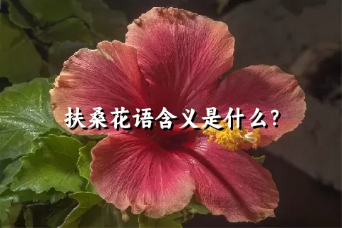 扶桑花语含义是什么？