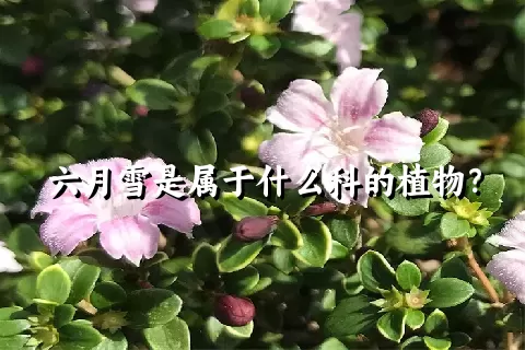 六月雪是属于什么科的植物？