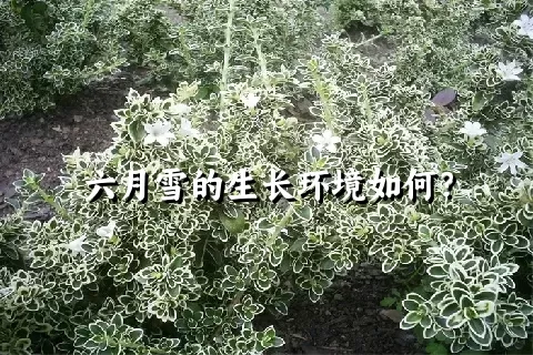 六月雪的生长环境如何？