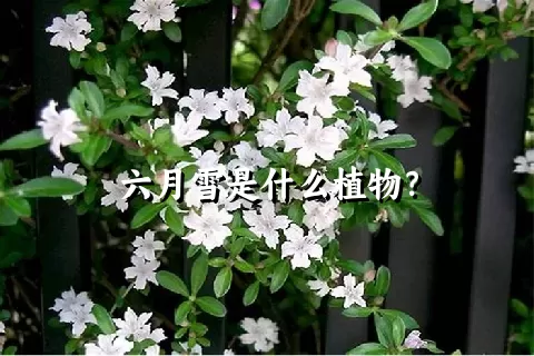 六月雪是什么植物？