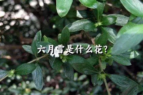 六月雪是什么花？