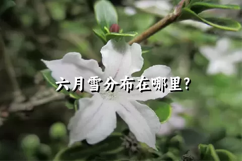 六月雪分布在哪里?