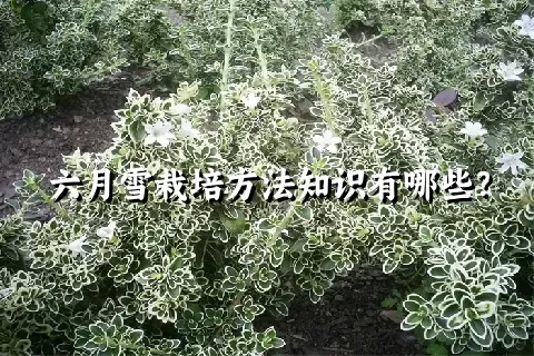 六月雪栽培方法知识有哪些？