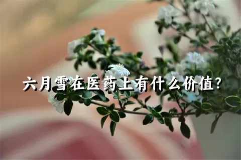 六月雪在医药上有什么价值？