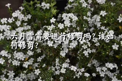 六月雪需要进行修剪吗？该如何修剪？