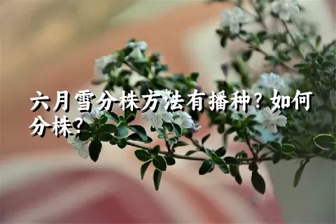 六月雪分株方法有播种？如何分株？