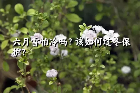 六月雪怕冷吗？该如何过冬保护？