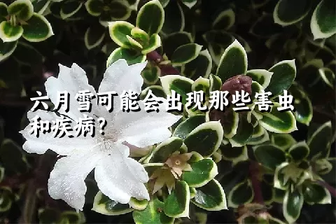 六月雪可能会出现那些害虫和疾病？