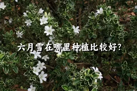 六月雪在哪里种植比较好？