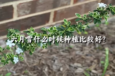 六月雪什么时候种植比较好？