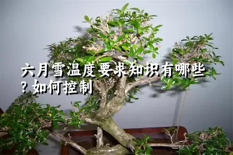 六月雪温度要求知识有哪些？如何控制