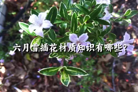 六月雪插花材质知识有哪些？